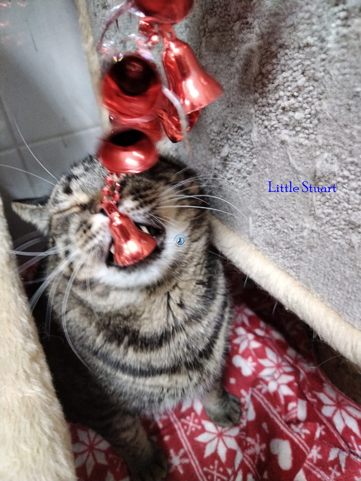 Irina/Katzen/Little Stuart/Little Stuart15.jpg